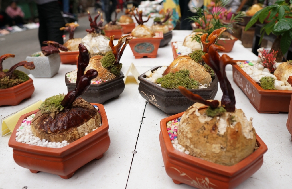 bonsai nam linh chi choi tet xong van dung lam thuoc