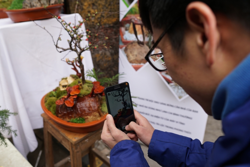 bonsai nam linh chi choi tet xong van dung lam thuoc