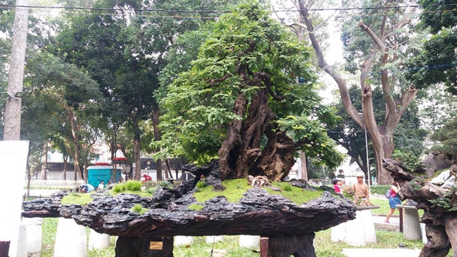 di cho hoa tet ngam cay doc la