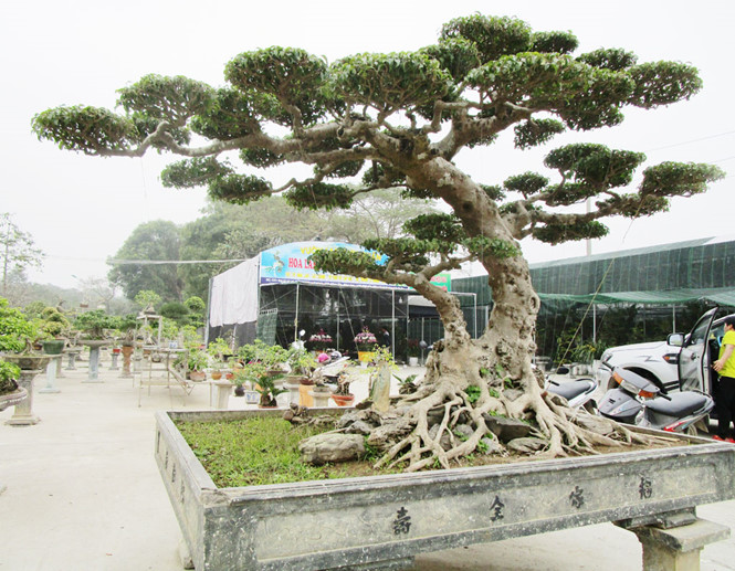 di cho hoa tet ngam cay doc la