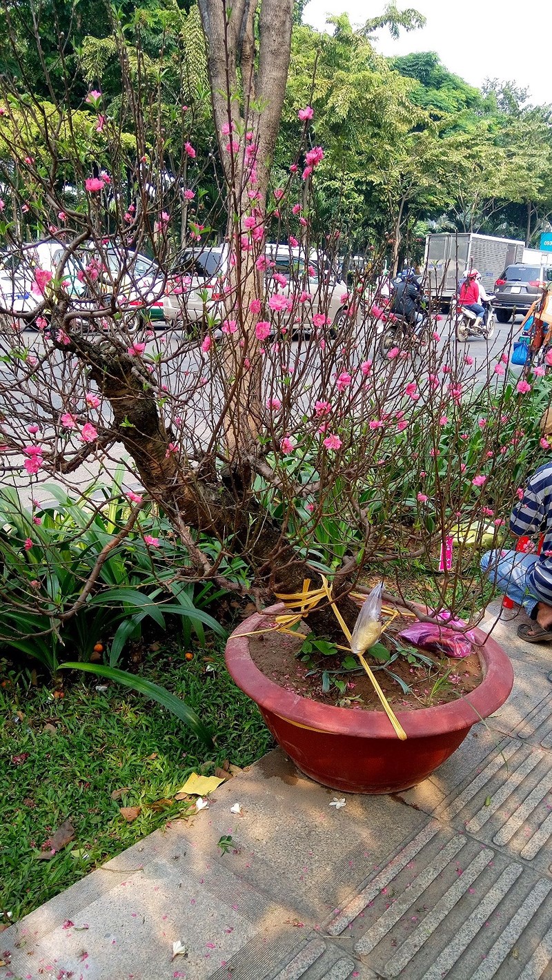 hoa tet ba mien thi nhau do sac dep o tphcm