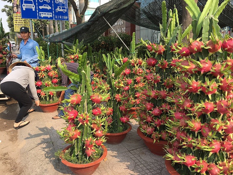 hoa tet ba mien thi nhau do sac dep o tphcm