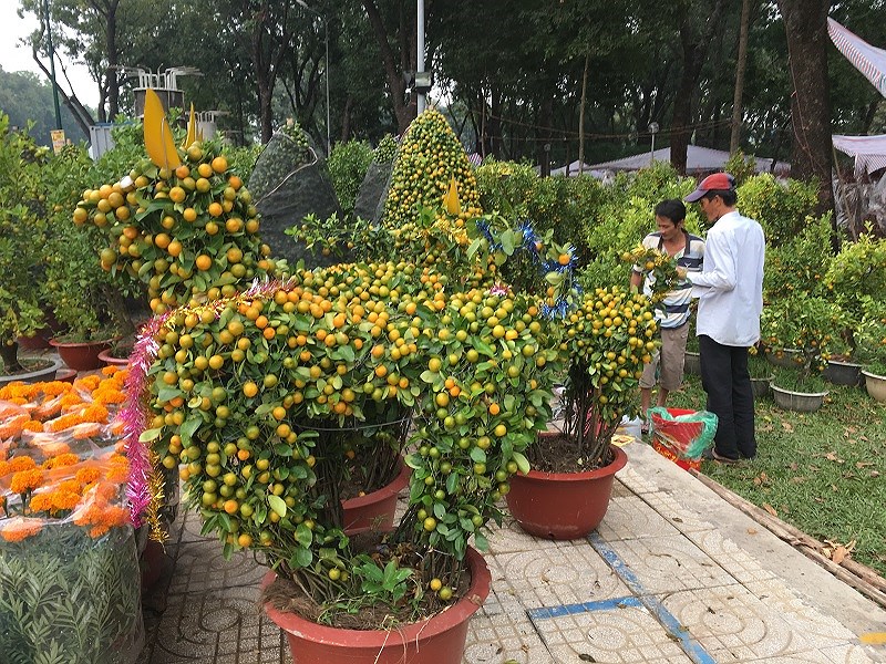 hoa tet ba mien thi nhau do sac dep o tphcm