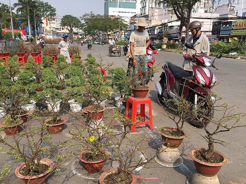 hoa tet ba mien thi nhau do sac dep o tphcm