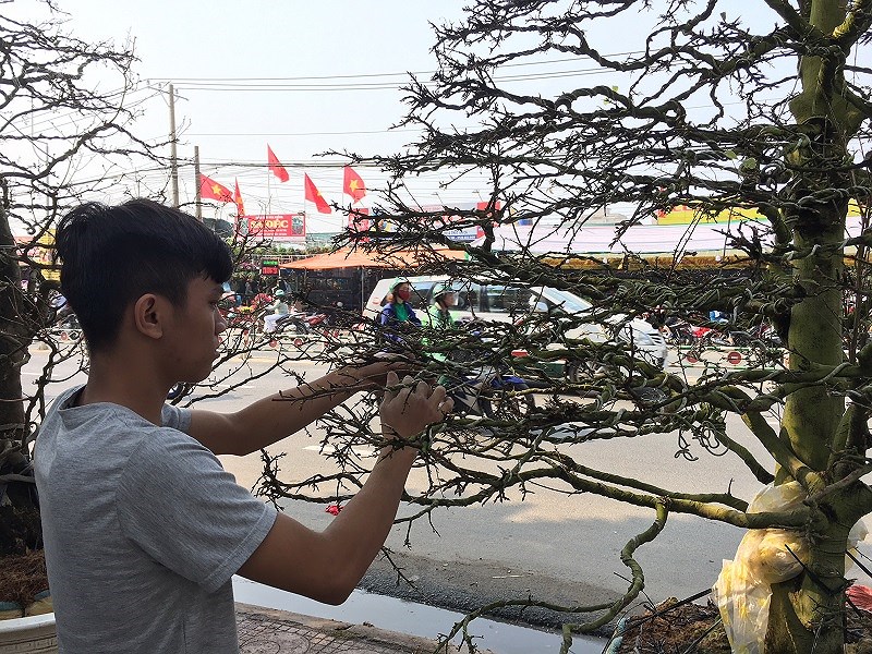 hoa tet ba mien thi nhau do sac dep o tphcm