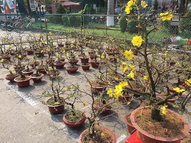 hoa tet ba mien thi nhau do sac dep o tphcm