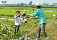 duong ve mien tay te liet ngay mong 2 tet