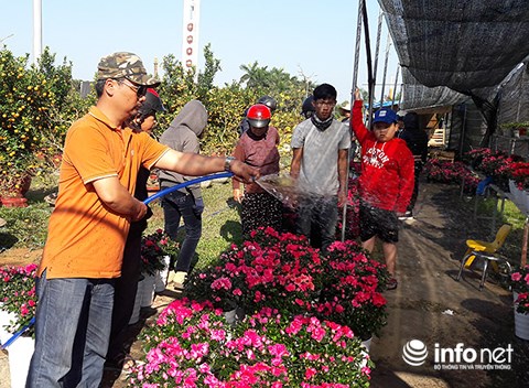 da nang chieu 30 tet cat trui ca tram cay mai chu khong ban re