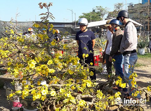 da nang chieu 30 tet cat trui ca tram cay mai chu khong ban re