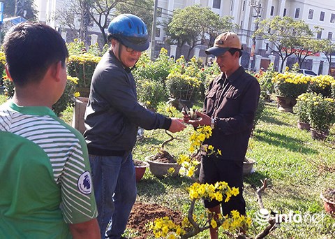 da nang chieu 30 tet cat trui ca tram cay mai chu khong ban re