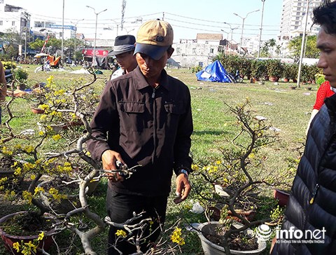 da nang chieu 30 tet cat trui ca tram cay mai chu khong ban re