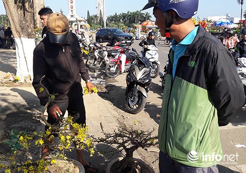 da nang chieu 30 tet cat trui ca tram cay mai chu khong ban re
