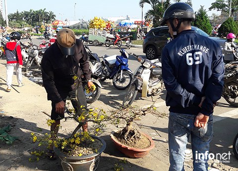 da nang chieu 30 tet cat trui ca tram cay mai chu khong ban re
