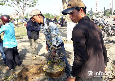da nang chieu 30 tet cat trui ca tram cay mai chu khong ban re