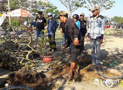 da nang chieu 30 tet cat trui ca tram cay mai chu khong ban re