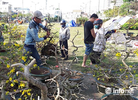 da nang chieu 30 tet cat trui ca tram cay mai chu khong ban re