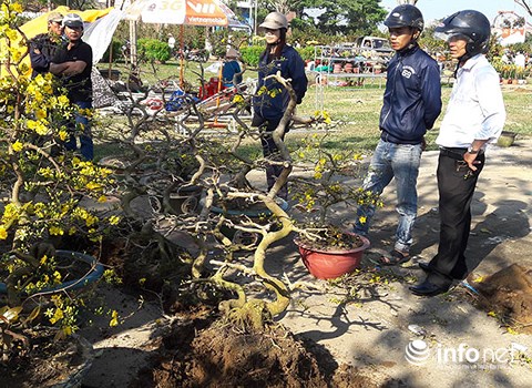 da nang chieu 30 tet cat trui ca tram cay mai chu khong ban re