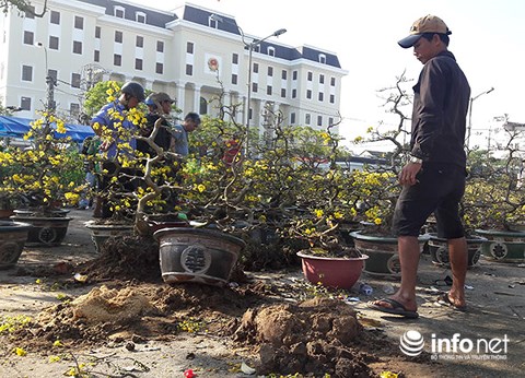 da nang chieu 30 tet cat trui ca tram cay mai chu khong ban re