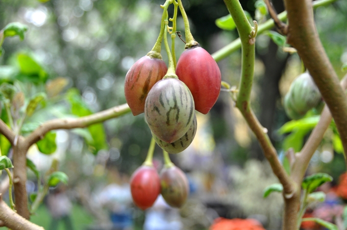 du loai ky hoa di thao khoe sac tai hoi hoa xuan sai gon tao dan