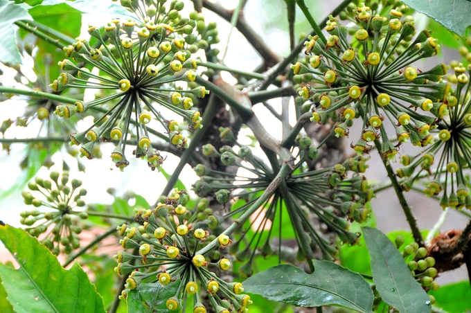du loai ky hoa di thao khoe sac tai hoi hoa xuan sai gon tao dan