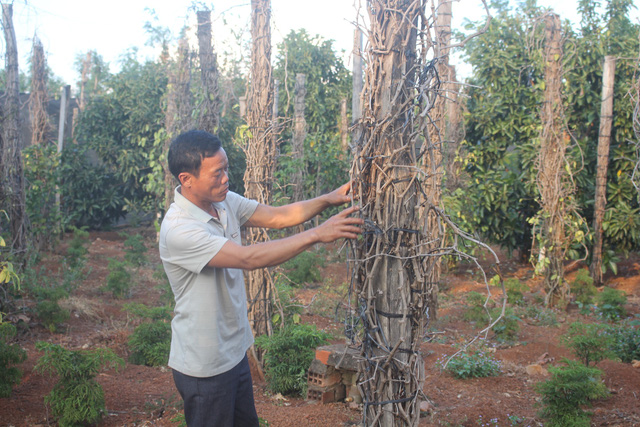 can canh hoang tan cua nghia dia ho tieu tay nguyen