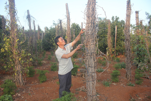 can canh hoang tan cua nghia dia ho tieu tay nguyen