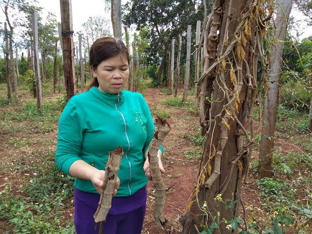 can canh hoang tan cua nghia dia ho tieu tay nguyen