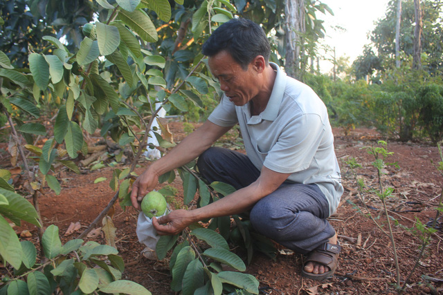 can canh hoang tan cua nghia dia ho tieu tay nguyen