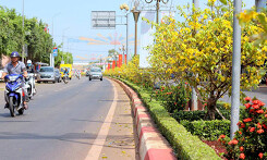 530 cây mai trồng trên 4 km dải phân cách nở hoa đón Tết