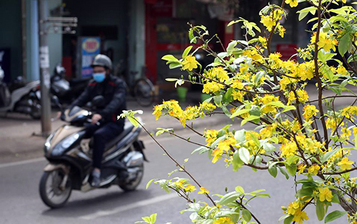 530 cay mai trong tren 4 km dai phan cach no hoa don tet