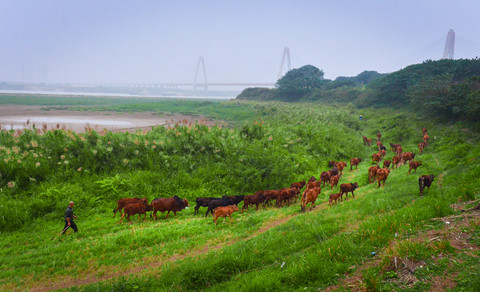 cuoc song tren hon dao bi hiem giua song hong