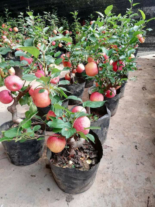 se ra soat nguy co tu hoa do quyen ngu dong tao bonsai