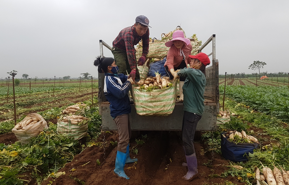 csgt ha noi giai cuu cu cai trang rot gia giup nguoi dan