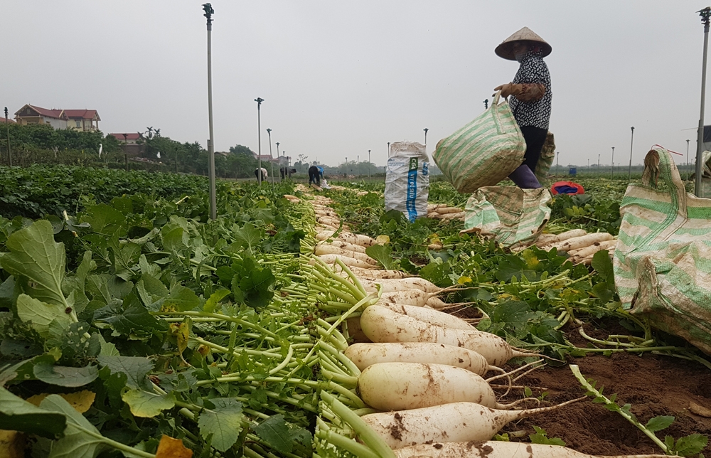 xay dung cho dau moi rau cu tai chinh noi nguoi dan nho cu cai vut di