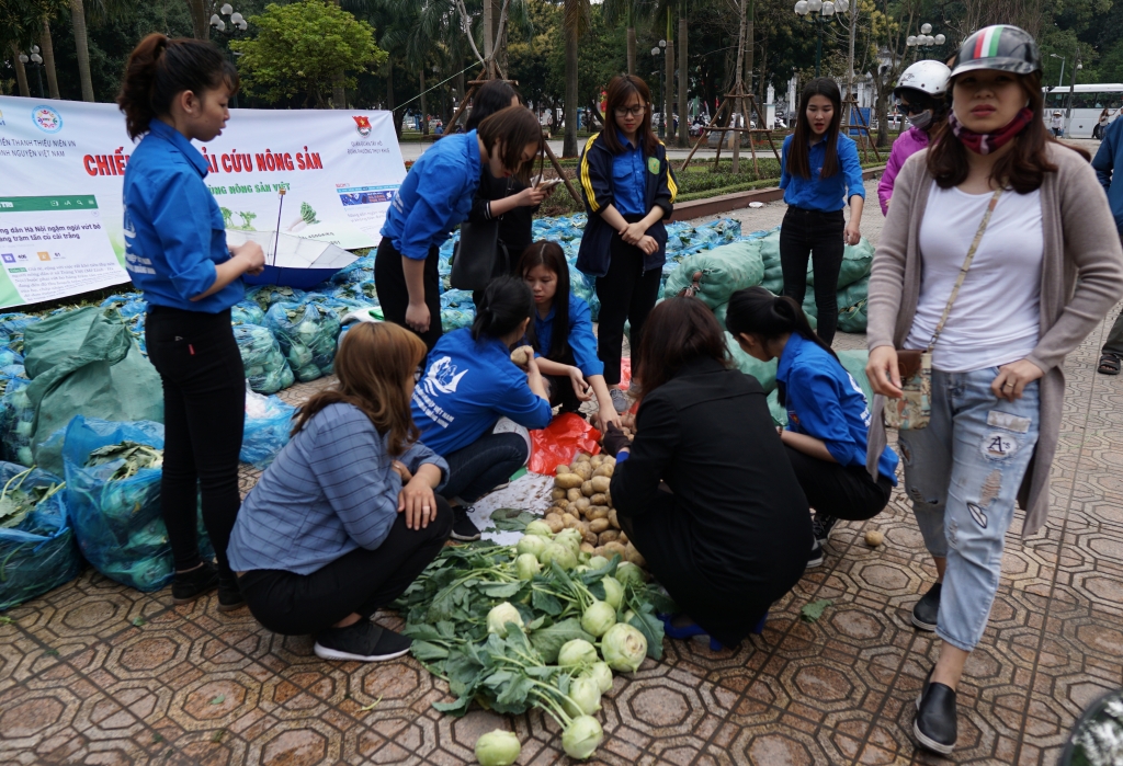 sau cu cai trang nguoi dan ha noi tiep tuc giai cuu su hao khoai tay