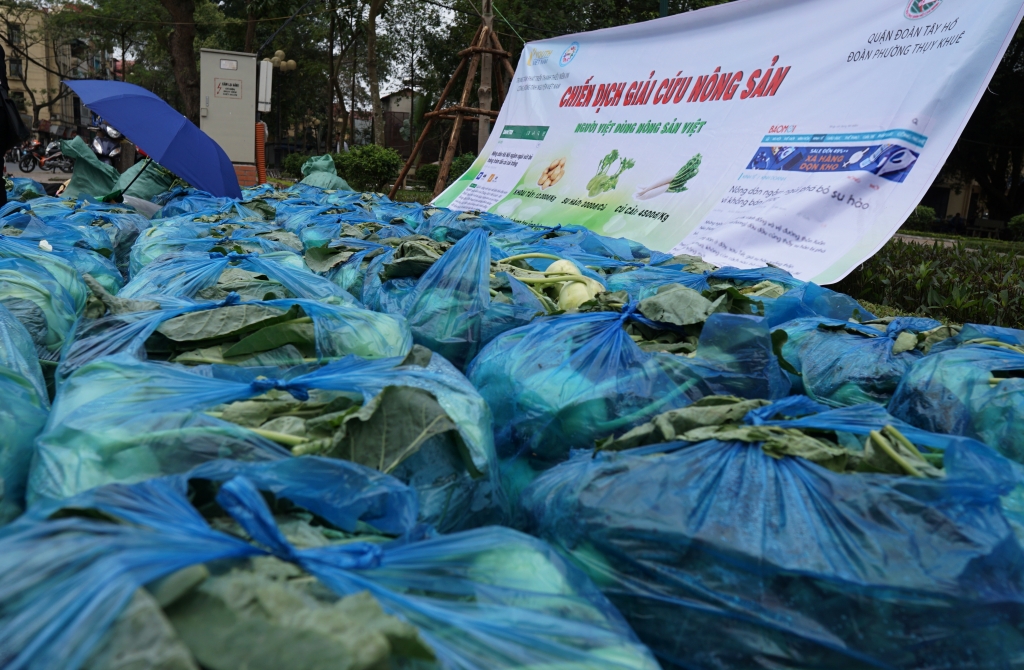 sau cu cai trang nguoi dan ha noi tiep tuc giai cuu su hao khoai tay