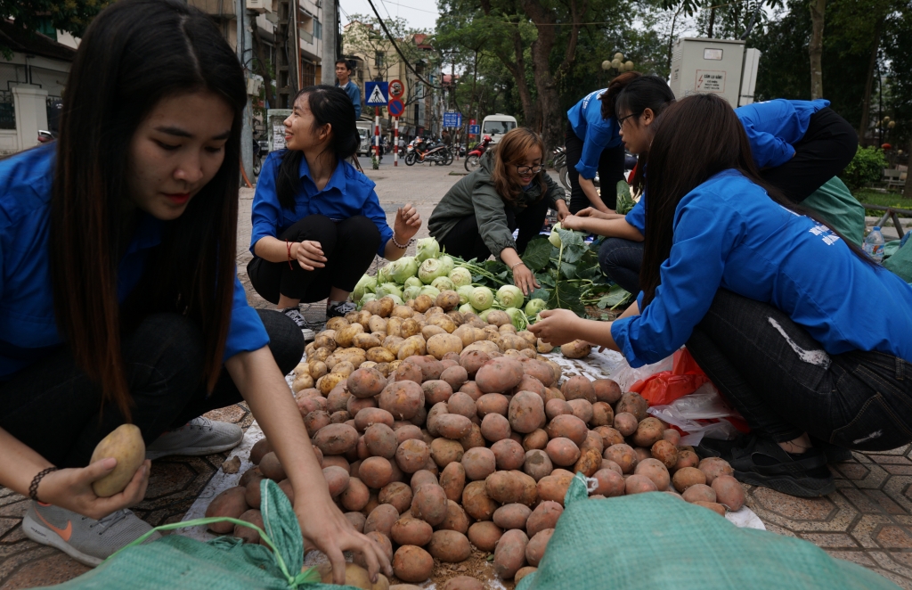 sau cu cai trang nguoi dan ha noi tiep tuc giai cuu su hao khoai tay