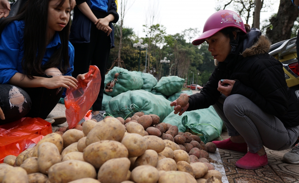 sau cu cai trang nguoi dan ha noi tiep tuc giai cuu su hao khoai tay