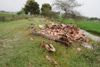 kinh hoang canh banh nem phoi canh bai rac