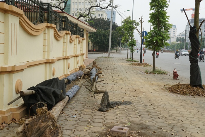 ha noi cay quan chan bong van khong thoat chet