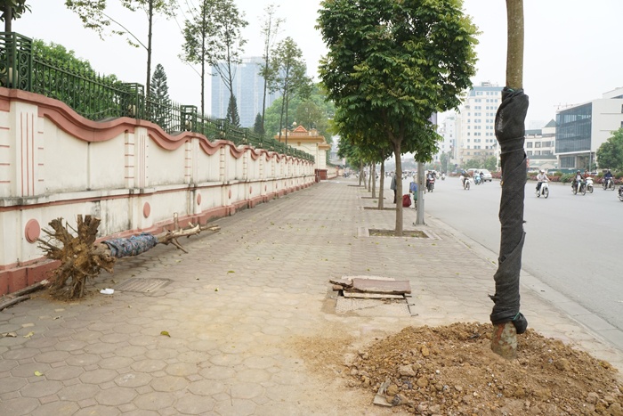 ha noi cay quan chan bong van khong thoat chet