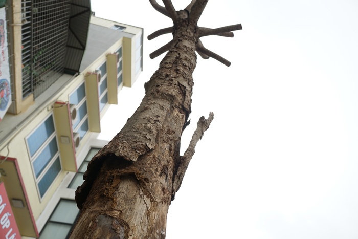 ha noi cay quan chan bong van khong thoat chet