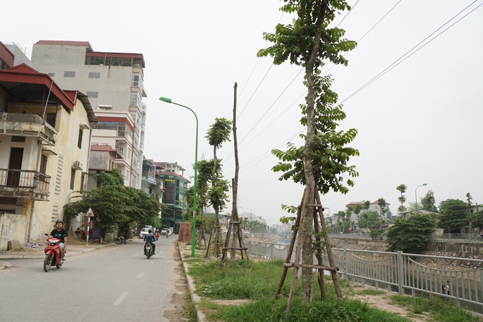 ha noi cay quan chan bong van khong thoat chet