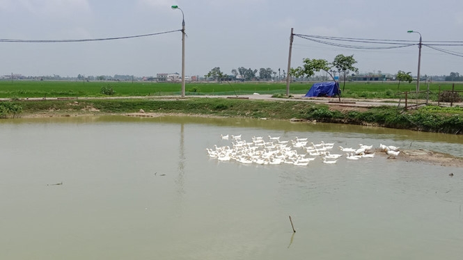 oai oam chuyen thu phi dong dien o thanh hoa vit ra dong cung phai nop phat