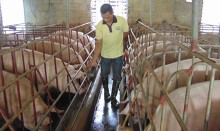 'Giải cứu' giá thịt lợn: Chính thức gia hạn nợ cho người chăn nuôi