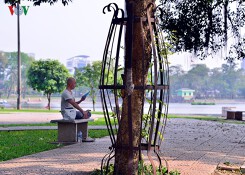 Ảnh: Sưa đỏ ở Hà Nội được 'mặc áo giáp' chống sưa tặc