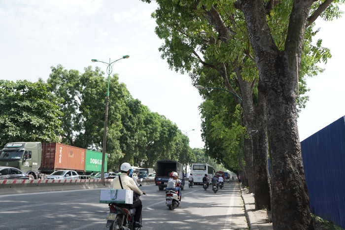 so xay dung ha noi thong tin ve viec di doi cay xanh tren duong pham van dong