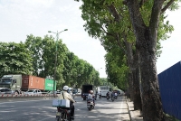 ngay mai se danh chuyen chat ha cay xanh tren duong pham van dong
