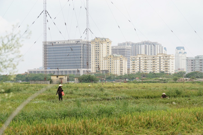 canh dong lua giua trung tam ha noi thue nua trieu khong ai gat gat xong khong tim duoc cho phoi