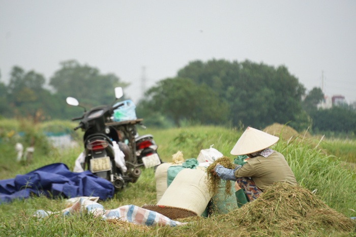 canh dong lua giua trung tam ha noi thue nua trieu khong ai gat gat xong khong tim duoc cho phoi
